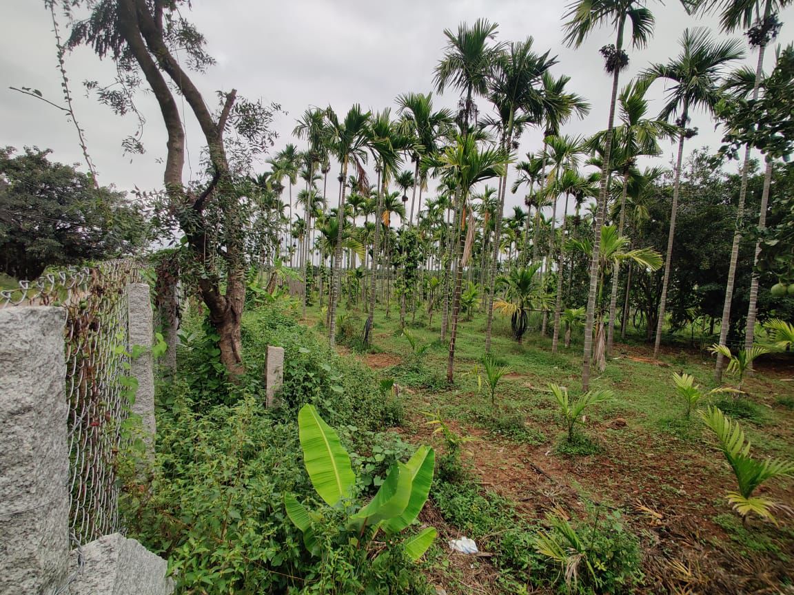 *Property ID – 5093*  🌴 *2.5 Acre Areca Plantation  for Sale – Doddaballapura* (Sasalu–Arodi Road, Bengaluru North Zone)